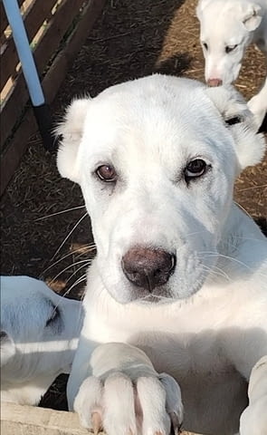 Красиви женски средноазиатски овчарски овчарки - Алабай, city of Izvun Bulgaria - снимка 6