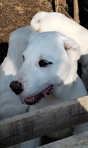 Красиви женски средноазиатски овчарски овчарки - Алабай, city of Izvun Bulgaria - снимка 7