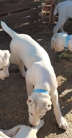 Красиви женски средноазиатски овчарски овчарки - Алабай, city of Izvun Bulgaria - снимка 8