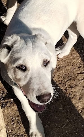 Красиви женски средноазиатски овчарски овчарки - Алабай, city of Izvun Bulgaria - снимка 9