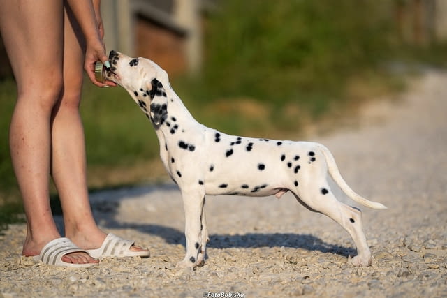 Далматински кученца Далматинец, Ваксинирано - Да, Обезпаразитено - Да - град Извън България | Кучета - снимка 1