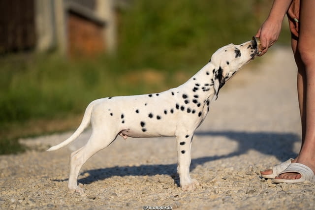 Далматински кученца Далматинец, Ваксинирано - Да, Обезпаразитено - Да - град Извън България | Кучета - снимка 2
