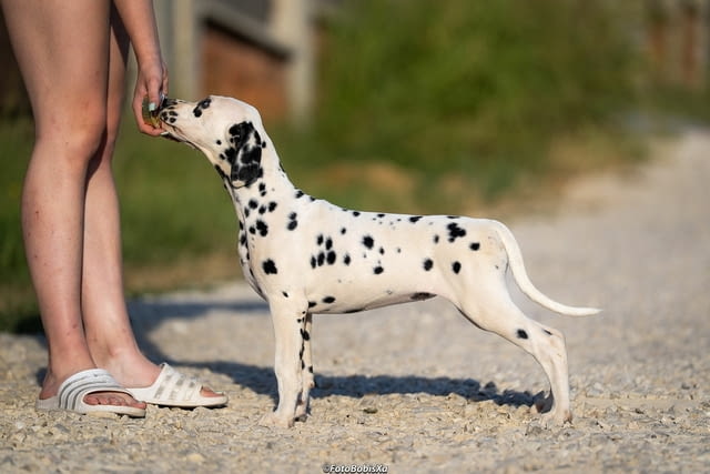 Далматински кученца Далматинец, Ваксинирано - Да, Обезпаразитено - Да - град Извън България | Кучета - снимка 5