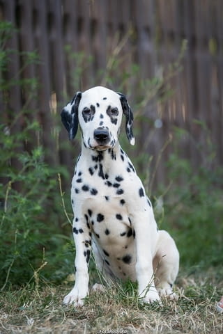 Далматински кученца Далматинец, Ваксинирано - Да, Обезпаразитено - Да - град Извън България | Кучета - снимка 7