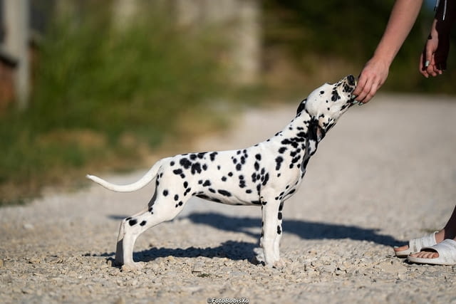 Далматински кученца Далматинец, Ваксинирано - Да, Обезпаразитено - Да - град Извън България | Кучета - снимка 8