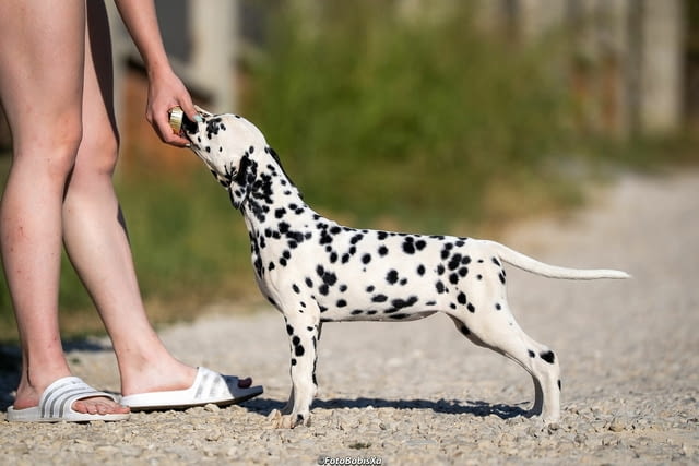 Далматински кученца Далматинец, Ваксинирано - Да, Обезпаразитено - Да - град Извън България | Кучета - снимка 9