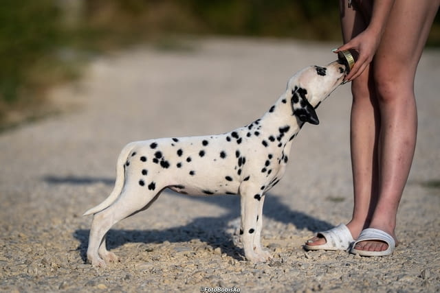Далматински кученца Далматинец, Ваксинирано - Да, Обезпаразитено - Да - град Извън България | Кучета - снимка 10