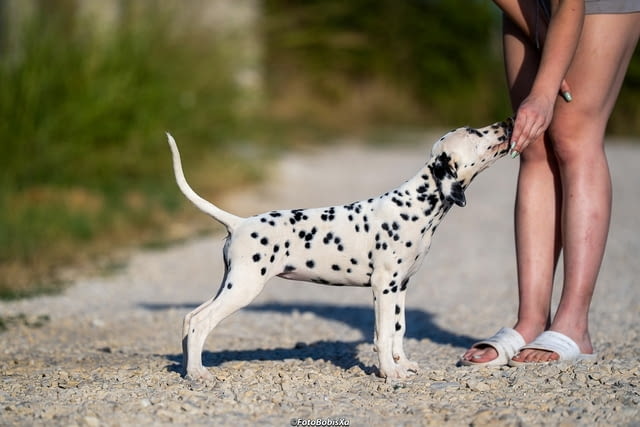 Далматински кученца Далматинец, Ваксинирано - Да, Обезпаразитено - Да - град Извън България | Кучета - снимка 11