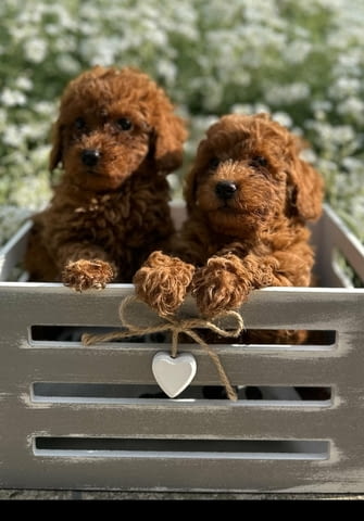 Той и мини пудел кученца Пудел той, Ваксинирано - Да, Обезпаразитено - Да - град Извън България | Кучета - снимка 1