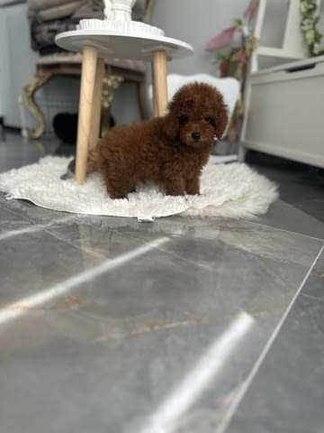 Той и мини пудел кученца Пудел той, Ваксинирано - Да, Обезпаразитено - Да - град Извън България | Кучета - снимка 5