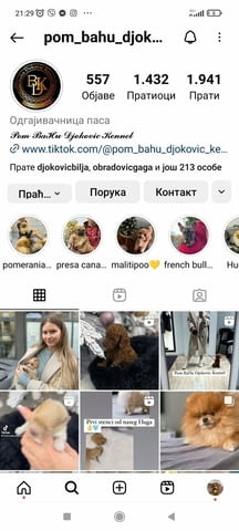 Той и мини пудел кученца Пудел той, Ваксинирано - Да, Обезпаразитено - Да - град Извън България | Кучета - снимка 7