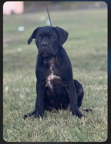 Кученца Кане Корсо Kanekorso, 3 Months, Vaccinated - Yes - city of Izvun Bulgaria | Dogs - снимка 3