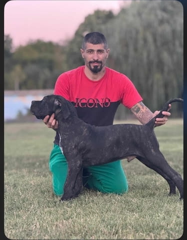 Кученца Кане Корсо Kanekorso, 3 Months, Vaccinated - Yes - city of Izvun Bulgaria | Dogs - снимка 4