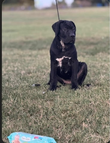 Кученца Кане Корсо Kanekorso, 3 Months, Vaccinated - Yes - city of Izvun Bulgaria | Dogs - снимка 5