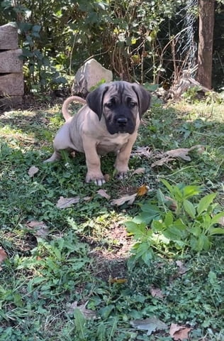 Кученца Кане Корсо Kanekorso, 3 Months, Vaccinated - Yes - city of Izvun Bulgaria | Dogs - снимка 6
