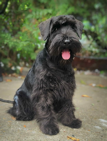 Черен миниатюрен шнауцер – кученца Mini Schnauzer, Vaccinated - Yes, Dewormed - Yes - city of Izvun Bulgaria | Dogs - снимка 2