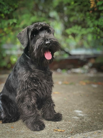 Черен миниатюрен шнауцер – кученца Mini Schnauzer, Vaccinated - Yes, Dewormed - Yes - city of Izvun Bulgaria | Dogs - снимка 3