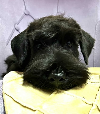 Черен миниатюрен шнауцер – кученца Mini Schnauzer, Vaccinated - Yes, Dewormed - Yes - city of Izvun Bulgaria | Dogs - снимка 4