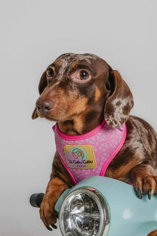 Дакел красиви кученца Дакел стандартен, Ваксинирано - Да, Обезпаразитено - Да - град Извън България | Кучета - снимка 1