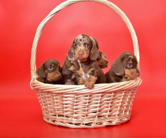 Дакел красиви кученца Дакел стандартен, Ваксинирано - Да, Обезпаразитено - Да - град Извън България | Кучета - снимка 2