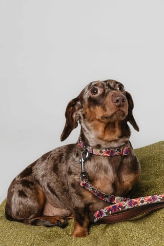 Дакел красиви кученца Дакел стандартен, Ваксинирано - Да, Обезпаразитено - Да - град Извън България | Кучета - снимка 4