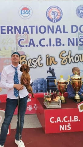 Дакел красиви кученца Дакел стандартен, Ваксинирано - Да, Обезпаразитено - Да - град Извън България | Кучета - снимка 5