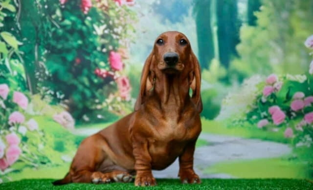 Дакел красиви кученца Дакел стандартен, Ваксинирано - Да, Обезпаразитено - Да - град Извън България | Кучета - снимка 6