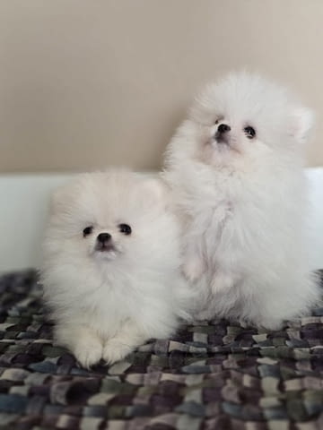 Померан, красиви кученца Pomeranian, 2 Months, Vaccinated - Yes - city of Izvun Bulgaria | Dogs - снимка 2