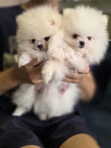 Померан, красиви кученца Pomeranian, 2 Months, Vaccinated - Yes - city of Izvun Bulgaria | Dogs - снимка 3