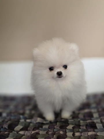 Померан, красиви кученца Pomeranian, 2 Months, Vaccinated - Yes - city of Izvun Bulgaria | Dogs - снимка 4