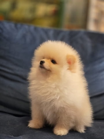 Померан, красиви кученца Pomeranian, 2 Months, Vaccinated - Yes - city of Izvun Bulgaria | Dogs - снимка 5