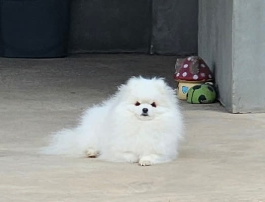 Померан, красиви кученца Pomeranian, 2 Months, Vaccinated - Yes - city of Izvun Bulgaria | Dogs - снимка 6