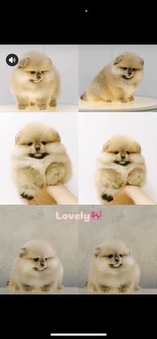 I am selling Pomeranian puppies - city of Izvun Bulgaria | Dogs - снимка 2
