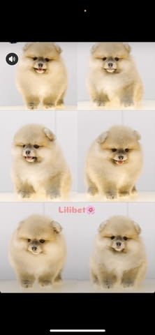 I am selling Pomeranian puppies - city of Izvun Bulgaria | Dogs - снимка 3