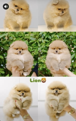 I am selling Pomeranian puppies - city of Izvun Bulgaria | Dogs - снимка 4