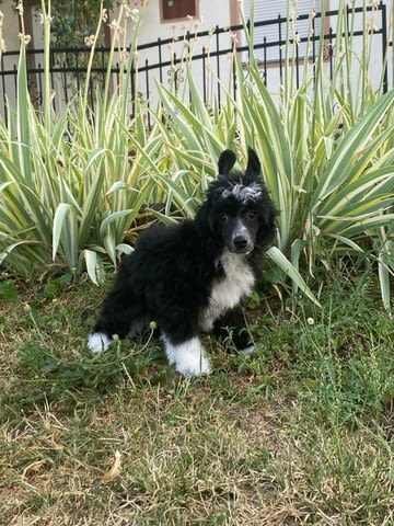 Китайско голо куче – кученца Chinese Nude Crested Dog, Vaccinated - Yes, Dewormed - Yes - city of Izvun Bulgaria | Dogs - снимка 2