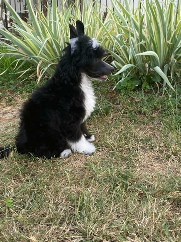 Китайско голо куче – кученца Chinese Nude Crested Dog, Vaccinated - Yes, Dewormed - Yes - city of Izvun Bulgaria | Dogs - снимка 3