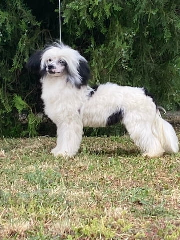 Китайско голо куче – кученца Chinese Nude Crested Dog, Vaccinated - Yes, Dewormed - Yes - city of Izvun Bulgaria | Dogs - снимка 4