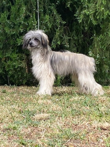 Китайско голо куче – кученца Chinese Nude Crested Dog, Vaccinated - Yes, Dewormed - Yes - city of Izvun Bulgaria | Dogs - снимка 5