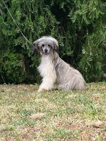Китайско голо куче – кученца Chinese Nude Crested Dog, Vaccinated - Yes, Dewormed - Yes - city of Izvun Bulgaria | Dogs - снимка 6
