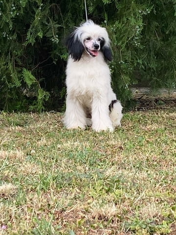 Китайско голо куче – кученца Chinese Nude Crested Dog, Vaccinated - Yes, Dewormed - Yes - city of Izvun Bulgaria | Dogs - снимка 7