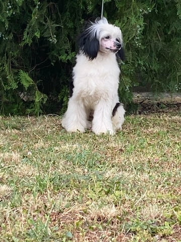 Китайско голо куче – кученца Chinese Nude Crested Dog, Vaccinated - Yes, Dewormed - Yes - city of Izvun Bulgaria | Dogs - снимка 8