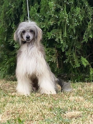 Китайско голо куче – кученца Chinese Nude Crested Dog, Vaccinated - Yes, Dewormed - Yes - city of Izvun Bulgaria | Dogs - снимка 9