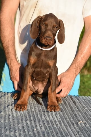 Доберман 3 месеца, Ваксинирано - Да - град Извън България | Кучета - снимка 3