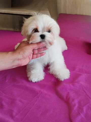Малтийска болонка, отлични кръвни линии Maltese Bolonese, 2 Months - city of Izvun Bulgaria | Dogs - снимка 1