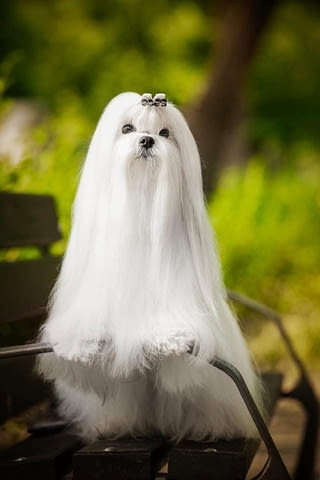 Малтийска болонка, отлични кръвни линии Maltese Bolonese, 2 Months - city of Izvun Bulgaria | Dogs - снимка 3