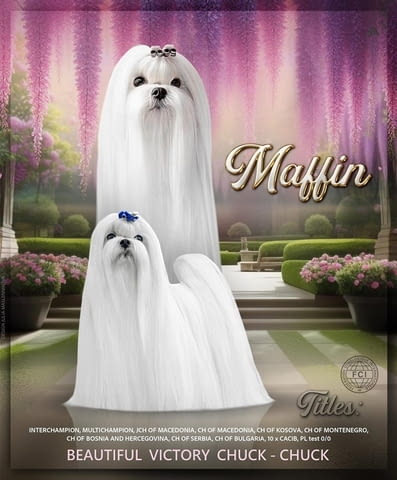 Малтийска болонка, отлични кръвни линии Maltese Bolonese, 2 Months - city of Izvun Bulgaria | Dogs - снимка 6