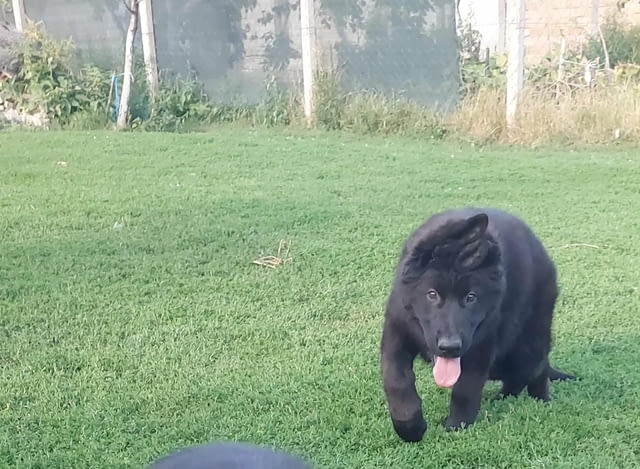 Немска овчарка дългокосместа – кученца German Shepherd, Vaccinated - Yes, Dewormed - Yes - city of Izvun Bulgaria | Dogs - снимка 1