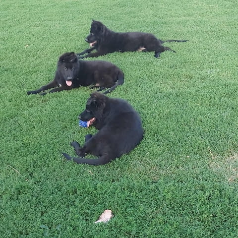 Немска овчарка дългокосместа – кученца German Shepherd, Vaccinated - Yes, Dewormed - Yes - city of Izvun Bulgaria | Dogs - снимка 2