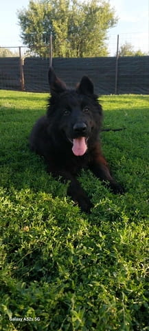 Немска овчарка дългокосместа – кученца German Shepherd, Vaccinated - Yes, Dewormed - Yes - city of Izvun Bulgaria | Dogs - снимка 3